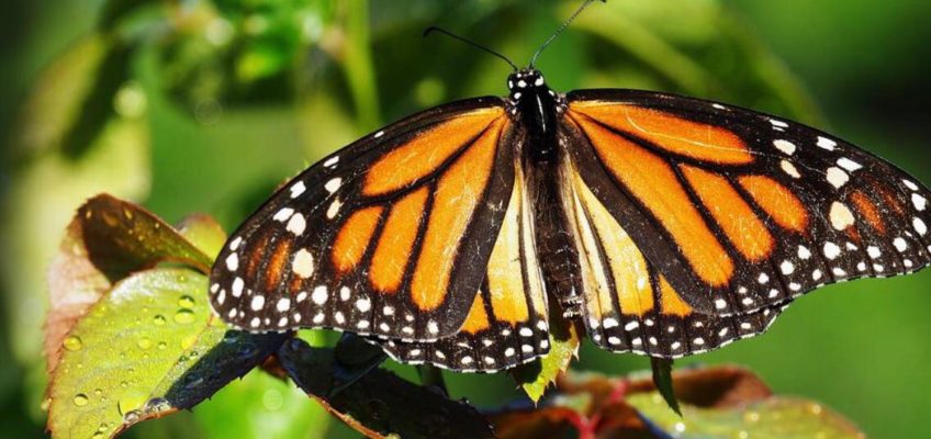 beautiful migration of the monarch butterfly.